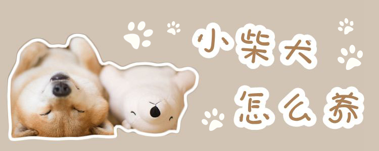 小柴犬如何养