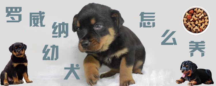 罗威纳幼犬如何养