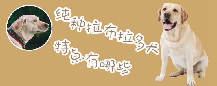 纯种拉布拉多犬特点是什么