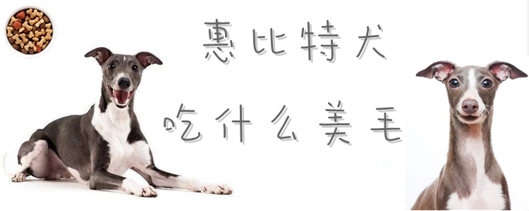 惠比特犬吃那些美毛
