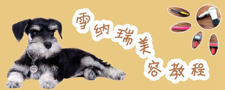 雪纳瑞美容课程