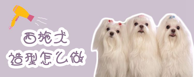 西施犬造型如何做