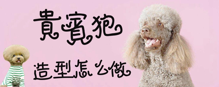 贵宾狗造型如何做
