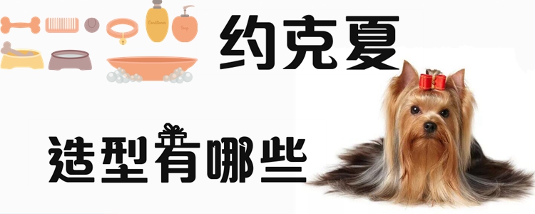 约克夏造型有什么
