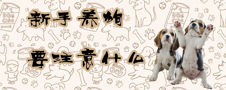 小白养狗应该注意什么