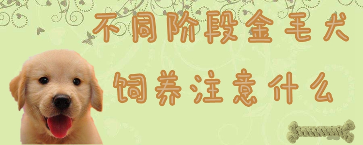 不同阶段金毛犬的饲养注意哪些地方