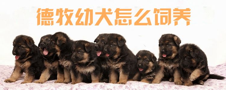 德牧幼犬如何饲养