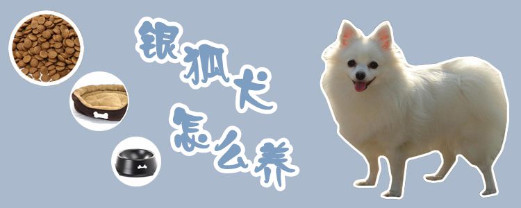 银狐犬如何养