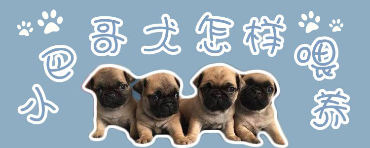 小巴哥犬如何喂养