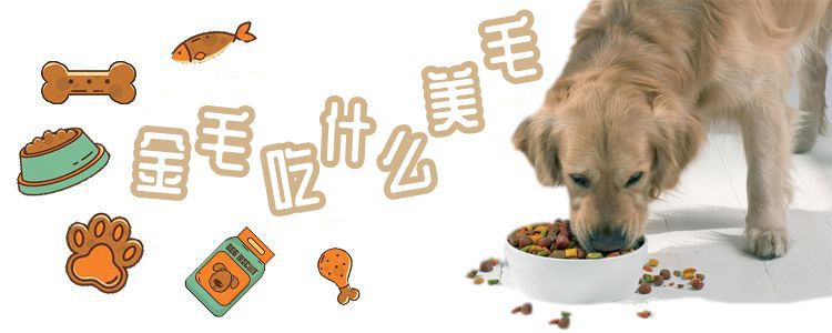 金毛犬吃那些美毛