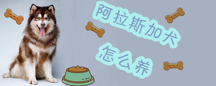 阿拉斯加犬如何养