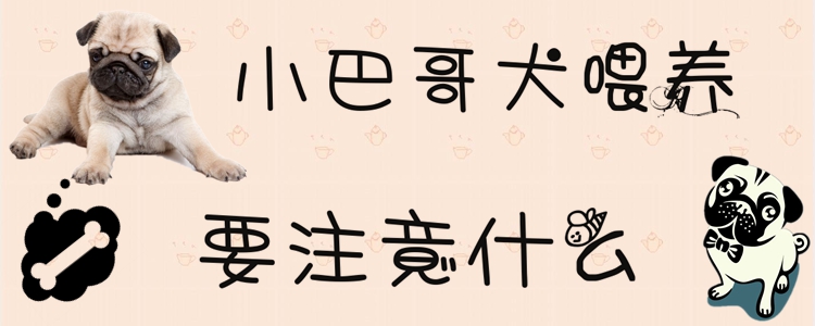 小巴哥犬喂养应该注意什么