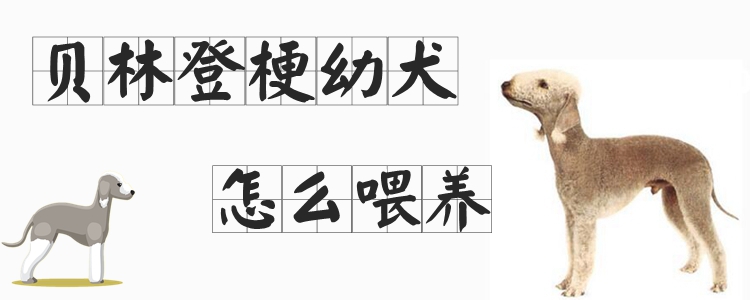 贝林登梗幼犬如何喂养