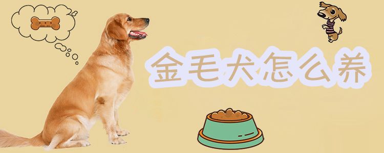 金毛犬如何养