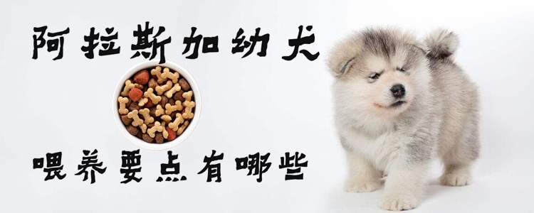 阿拉斯加幼犬喂养要素有什么