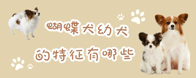 蝴蝶犬幼犬的特点有什么