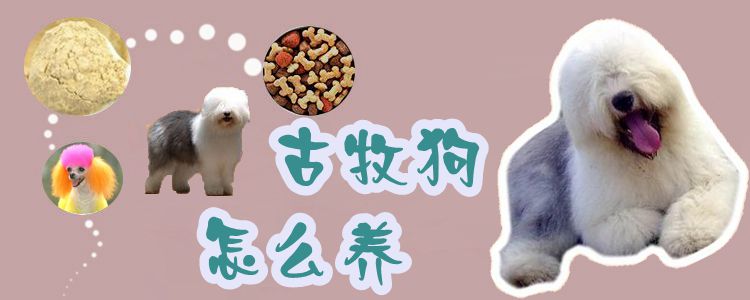 古牧狗如何养