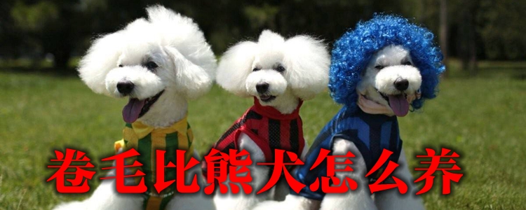 卷毛比熊犬如何养