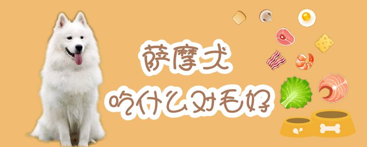 萨摩犬吃那些对毛好