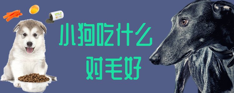 小狗吃那些对毛好