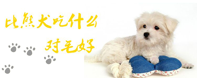 比熊犬吃那些对毛好