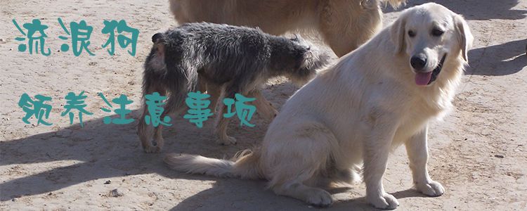 流浪狗领养需要注意的地方