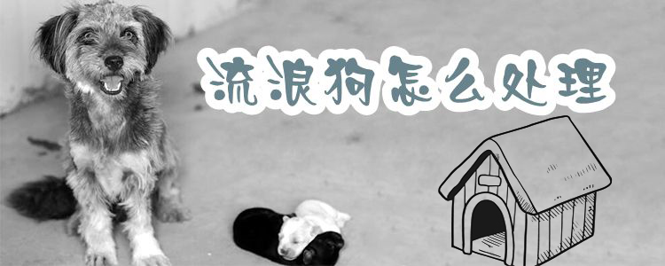 捡到流浪狗带回家要如何处置