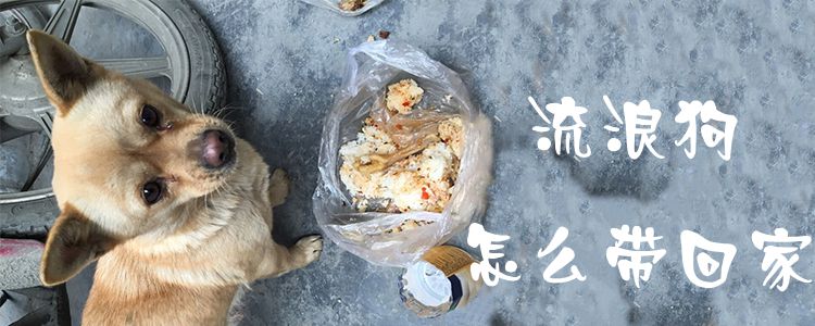流浪狗如何带回家