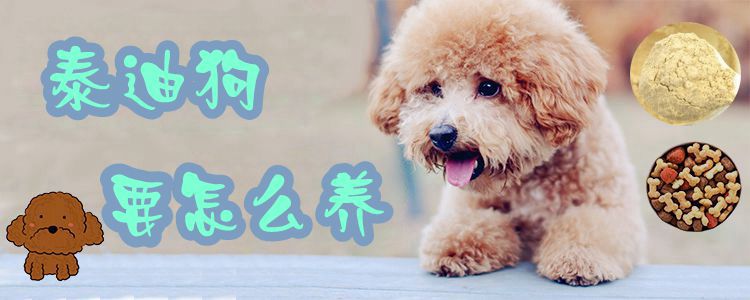 泰迪狗要如何养