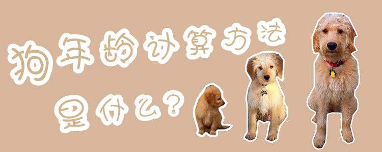 狗年龄计算办法是什么