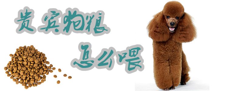 贵宾狗粮如何喂