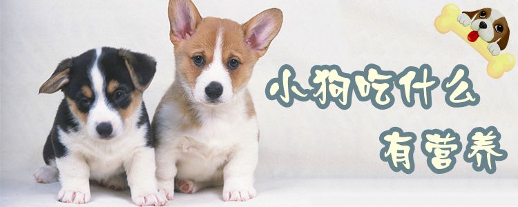 小狗吃那些有营养