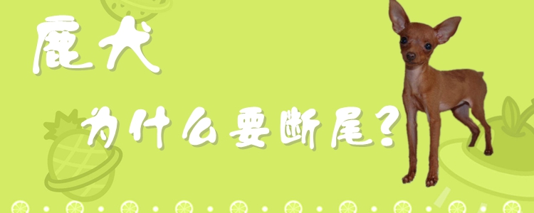 鹿犬为何要断尾