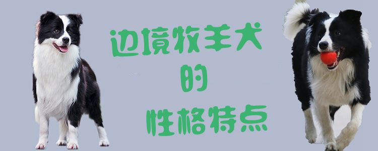边境牧羊犬的性格特征