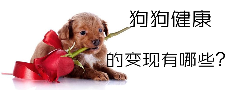 狗狗健康的表现有什么