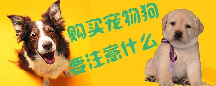 购买宠物狗应该注意什么问题