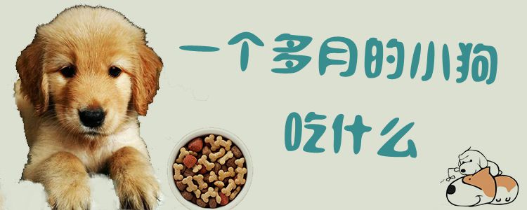 一个多月的小狗吃那些