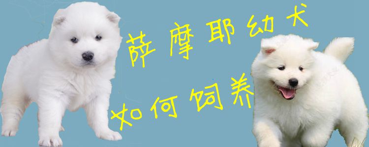 萨摩耶幼犬怎么样饲养