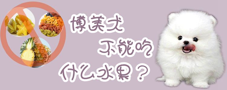 博美犬不可以吃那些水果