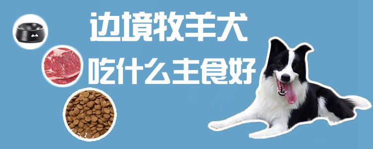 边境牧羊犬吃那些主食好