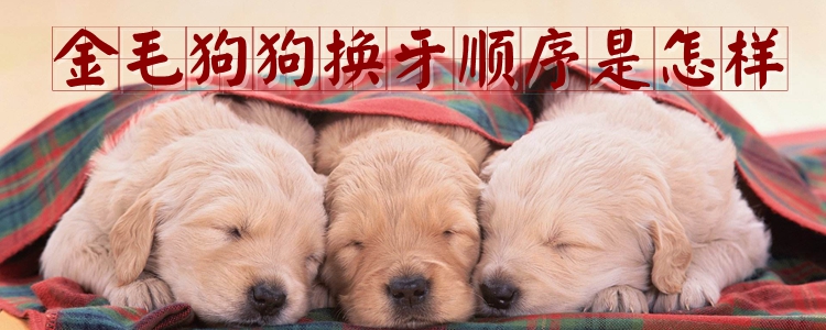 金毛狗狗换牙顺序是如何