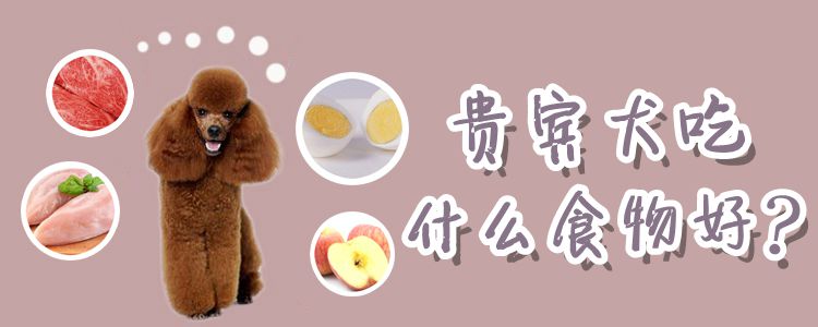 贵宾犬吃那些食物好
