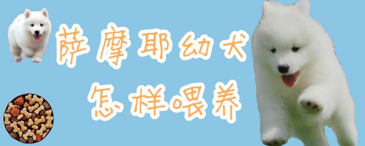 萨摩耶幼犬如何喂养