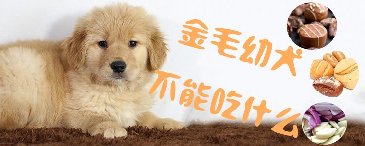 金毛幼犬不可以吃那些