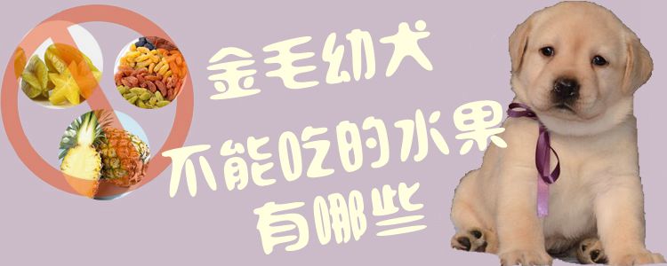金毛幼犬不可以吃的水果有什么