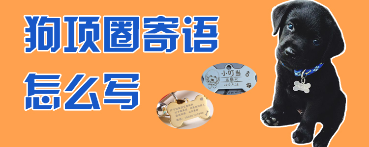 狗项圈寄语如何写