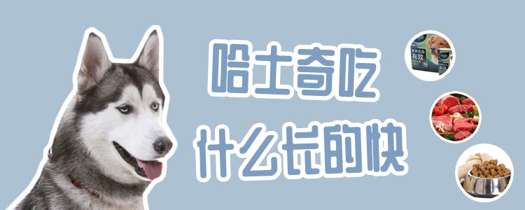 哈士奇吃那些长的快