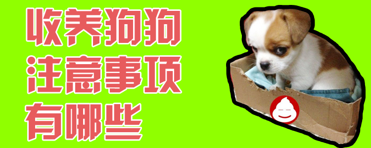 收留狗狗有什么需要注意的地方