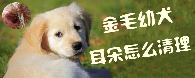金毛幼犬耳朵如何清理