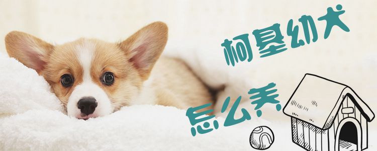 柯基犬幼犬怎么喂养-第1张图片 柯基犬幼犬怎么喂养-第1张图片